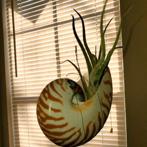 Nautilus Tiger Shell and Airplant "Squid "
